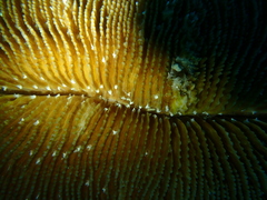 Ctenactis albitentaculata