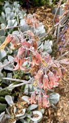 Cotyledon orbiculata