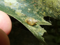 Simpulopsis
