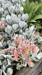 Cotyledon orbiculata
