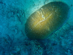 Ctenactis albitentaculata