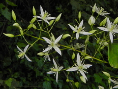 Clematis uncinata