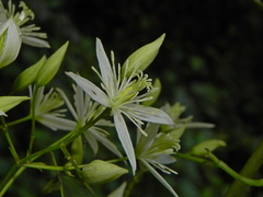 Clematis uncinata