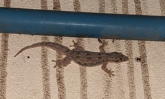 Hemidactylus platyurus