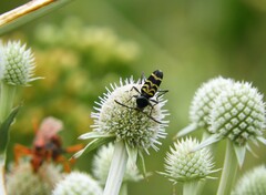 Megacyllene latreillei