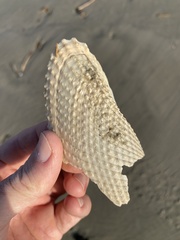 Cyrtopleura costata