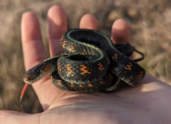 Thamnophis sirtalis concinnus