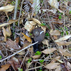 Macrocyclis peruvianus