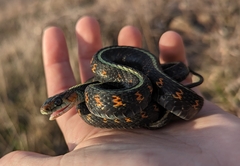 Thamnophis sirtalis concinnus