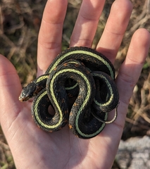 Thamnophis sirtalis concinnus