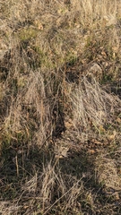 Thamnophis sirtalis concinnus