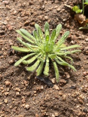 Plagiobothrys collinus