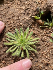 Plagiobothrys collinus