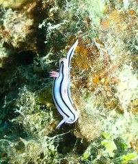 Chromodoris
