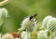 Megacyllene latreillei