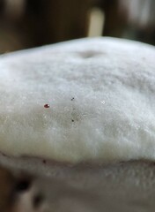 Fungi