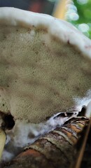 Fungi