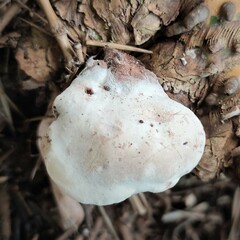 Fungi