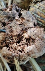Fungi