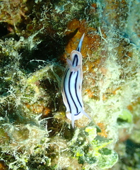 Chromodoris