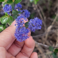 Ceanothus tomentosus