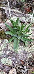 Dudleya saxosa