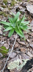 Dudleya saxosa