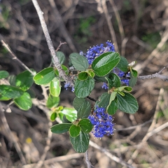 Ceanothus tomentosus