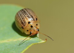 Paropsisterna lignea