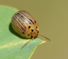 Paropsisterna lignea