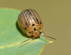 Paropsisterna lignea