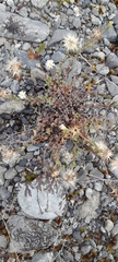 Vittadinia australis