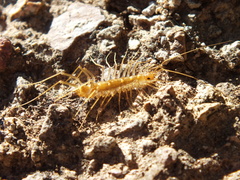 Scutigera linceci