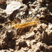 Arizona House Centipede - Photo (c) Tony Palmer, some rights reserved (CC BY-NC), uploaded by Tony Palmer