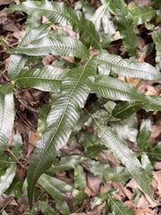 Grypothrix triphylla