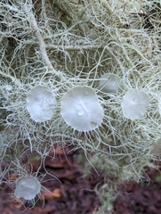 Usnea quasirigida