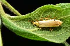 Chauliognathus pallidus