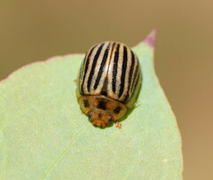 Paropsisterna lignea