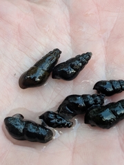Juga plicifera