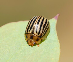 Paropsisterna lignea