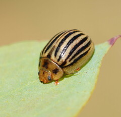 Paropsisterna lignea