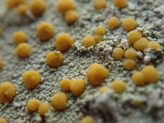 Lecanora symmicta