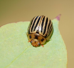 Paropsisterna lignea
