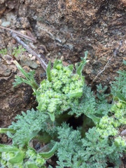 Lomatium dasycarpum dasycarpum