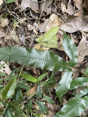 Grypothrix triphylla