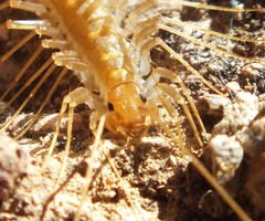 Scutigera linceci