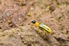 Diabrotica underwoodi