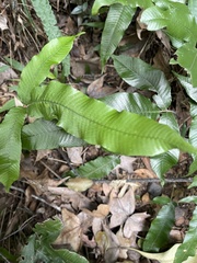 Grypothrix triphylla