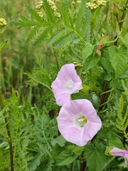 Calystegia sepium spectabilis