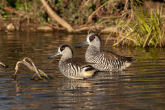 Malacorhynchus membranaceus